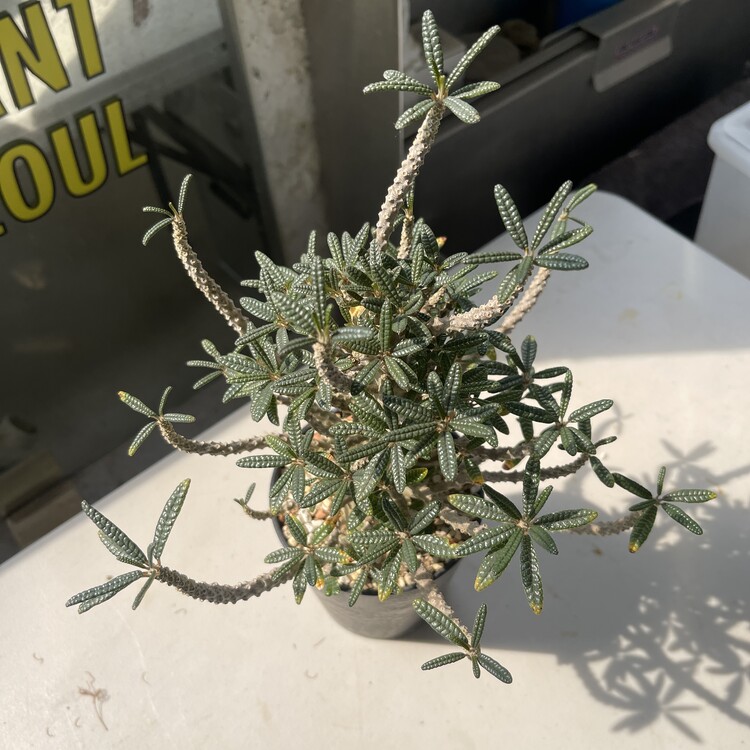 Dorstenia gigas f.bullata種子 3粒