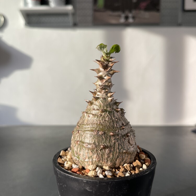 Pachypodium windsorii 25 - 50
