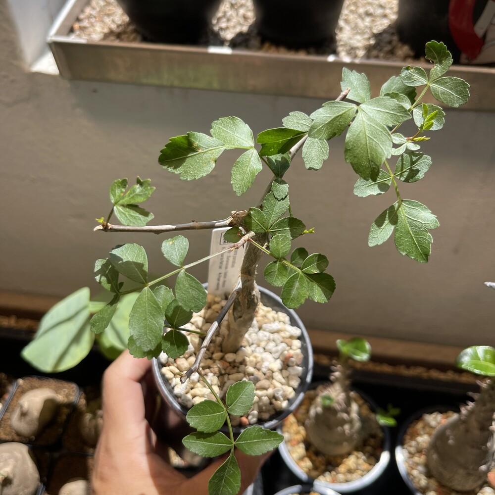 Bursera fagaroides 25-32