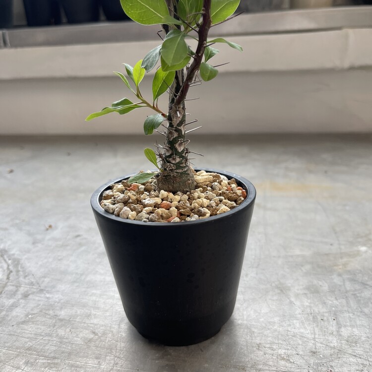 塊根植物 新芽付き Foquieria fasciculata フーキエラ ファシクラータ