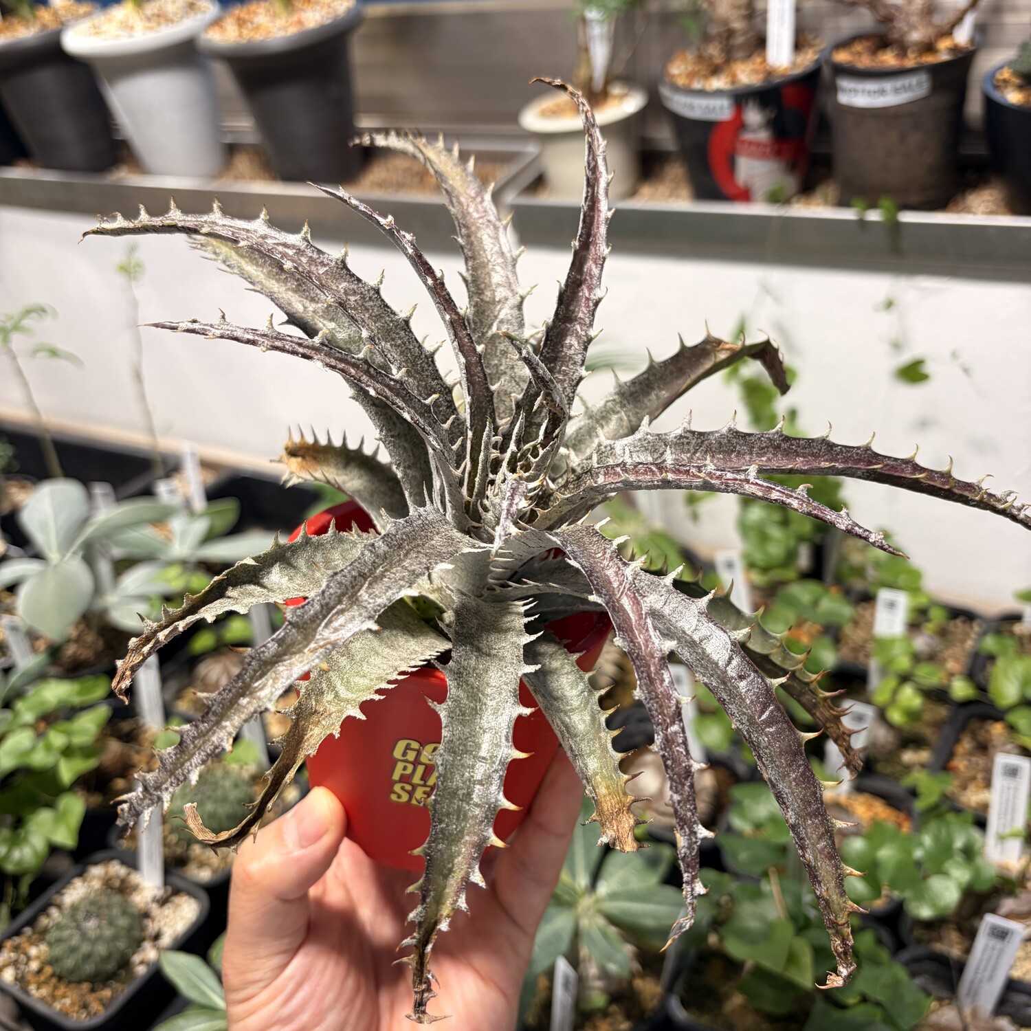 Dyckia Hybrid 2512 - 43