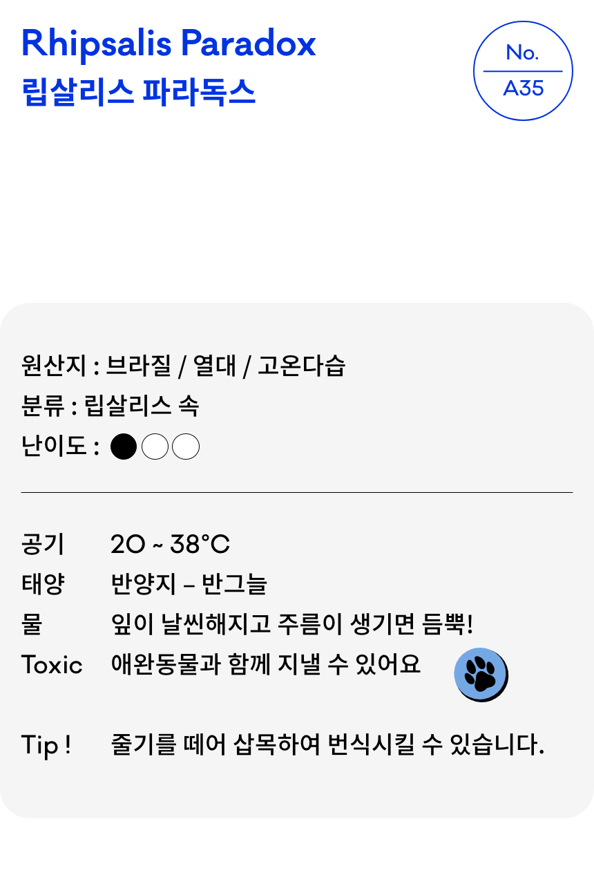 립살리스 파라독스 키우기 실내 식물 테라코타 화분 공기정화 행잉