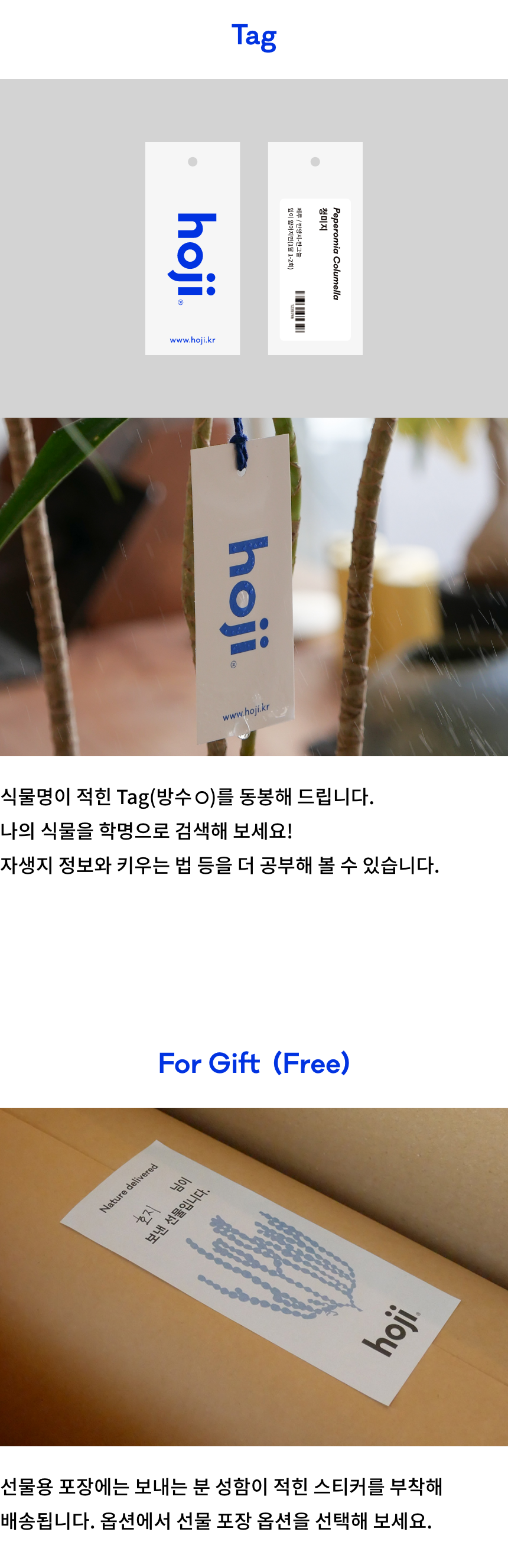 립살리스 키우기 실내 식물 테라코타 화분 공기정화 행잉