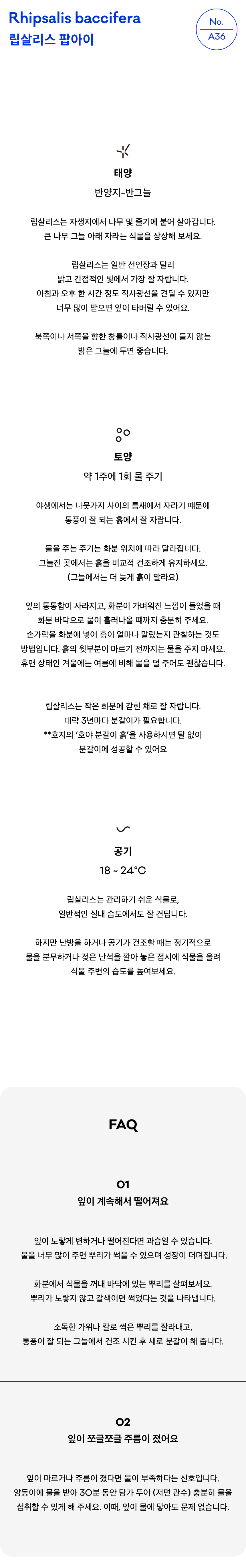 립살리스 팝아이 뽀빠이 키우기 실내 식물 테라코타 화분 공기정화 행잉