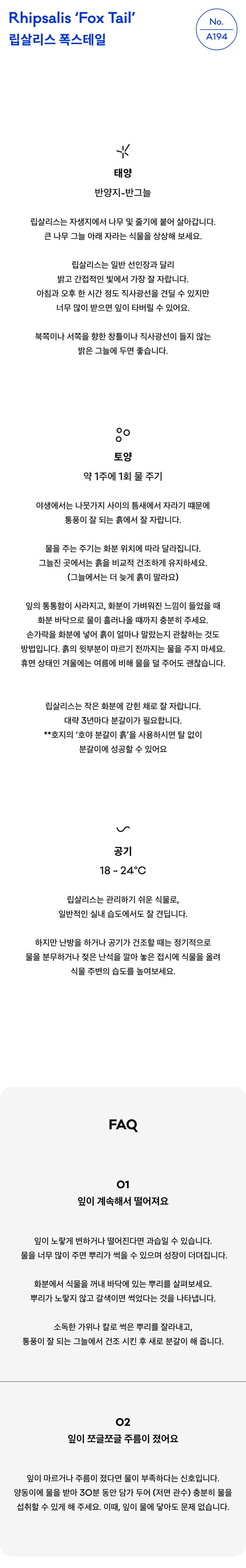 립살리스 폭스테일 키우기 실내 식물 테라코타 화분 공기정화 행잉