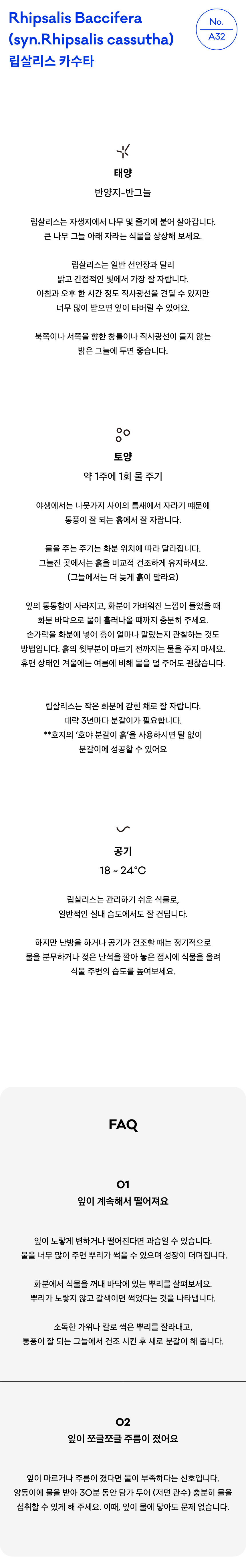 립살리스 키우기 실내 식물 테라코타 화분 공기정화 행잉