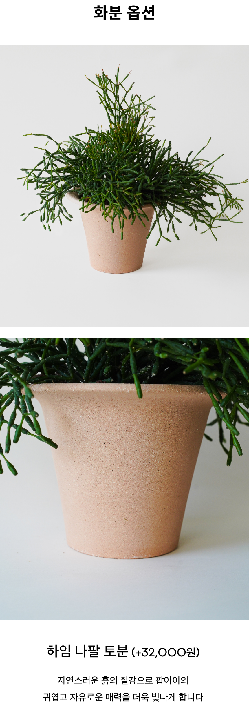 립살리스 키우기 실내 식물 테라코타 화분 공기정화 행잉