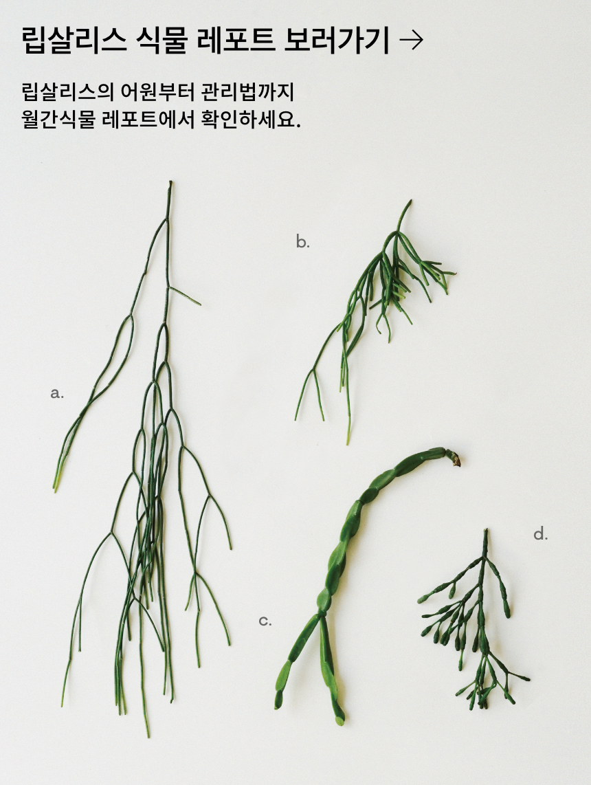 립살리스 키우기 실내 식물 테라코타 화분 공기정화 행잉