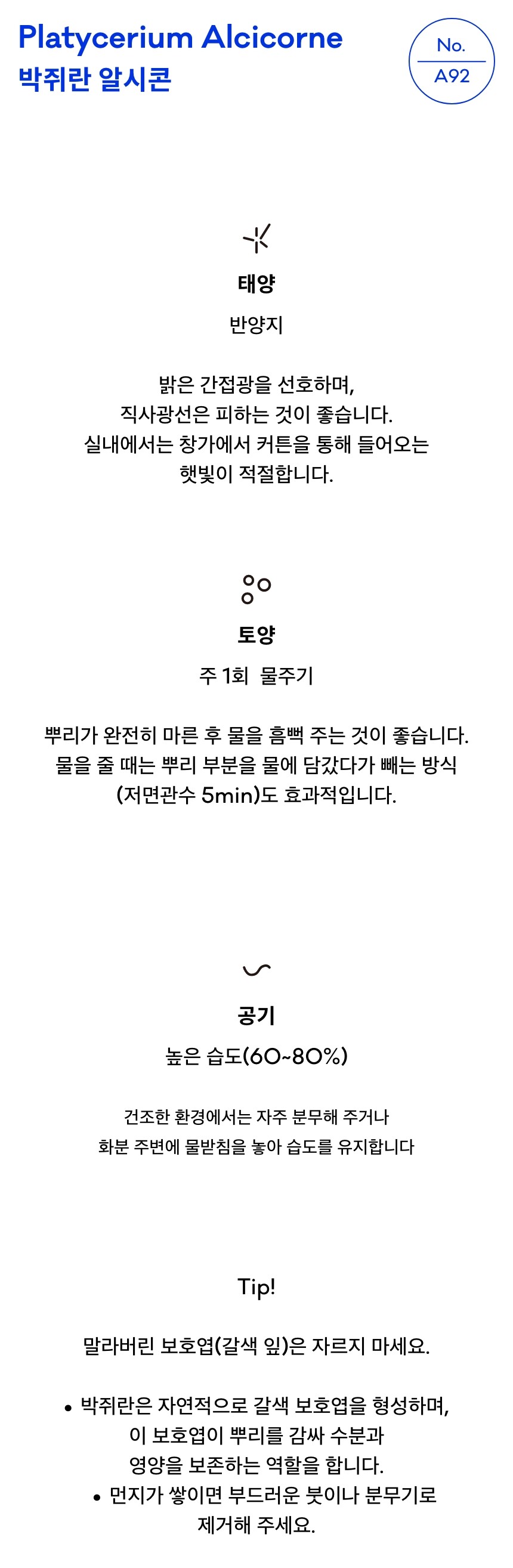 알시콘 박쥐란 키우기 쉬운 공기정화식물 홈가드닝