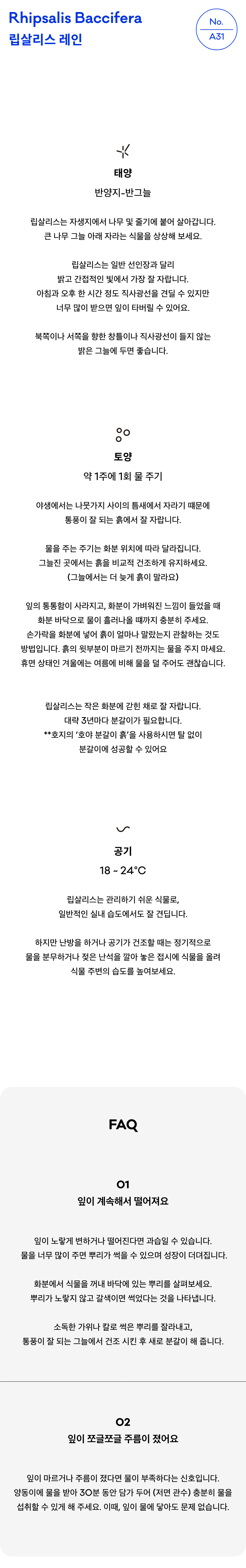 립살리스 레인 키우기 실내 식물 테라코타 화분 공기정화 행잉