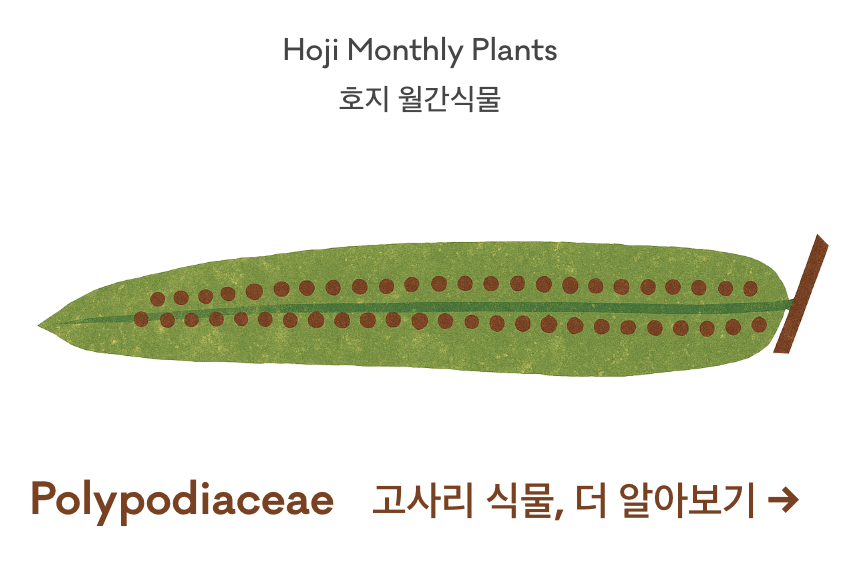 음지 고사리 알시콘 박쥐란 행잉식물 공기정화식물