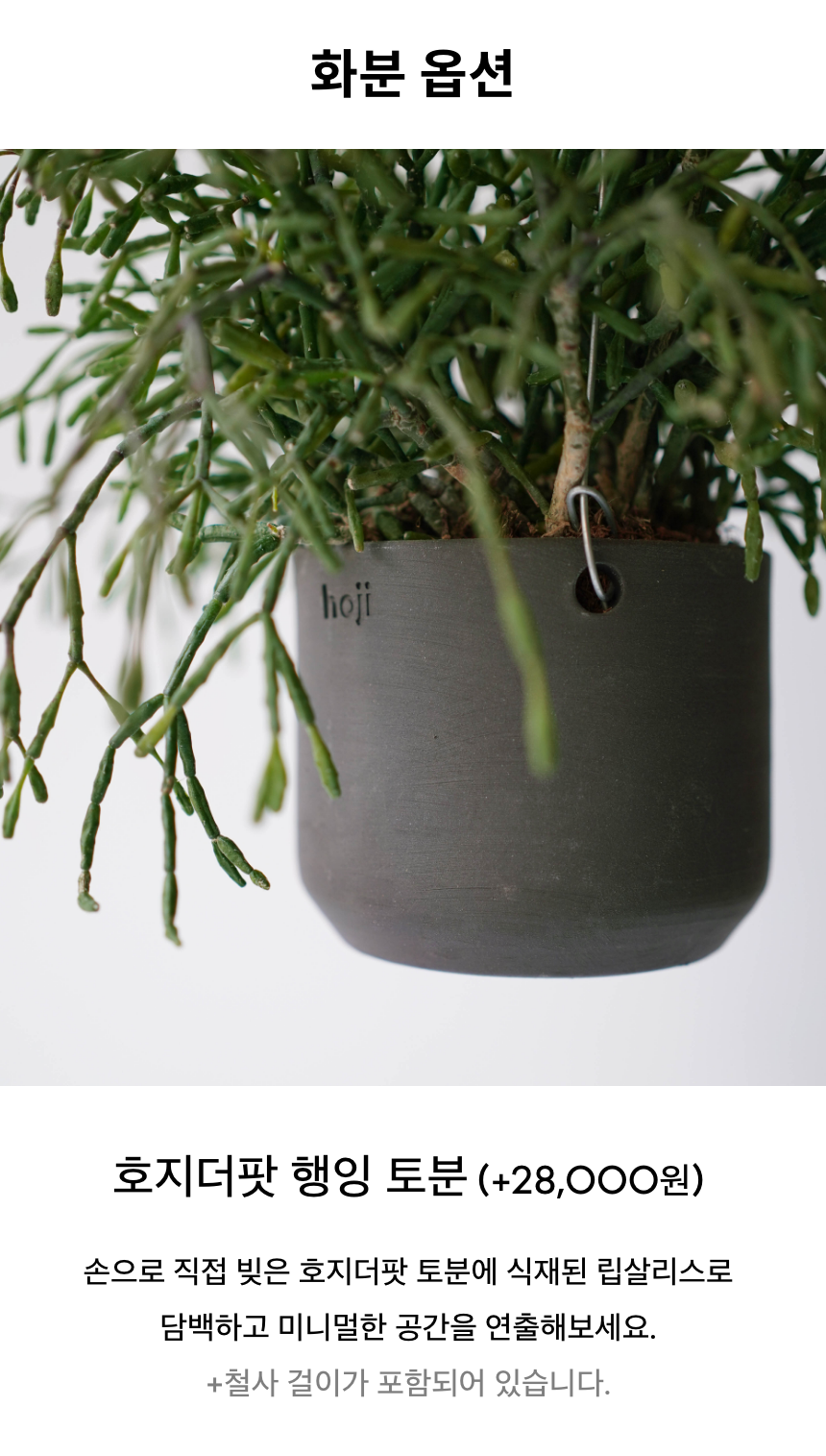 립살리스 키우기 실내 식물 테라코타 화분 공기정화 행잉