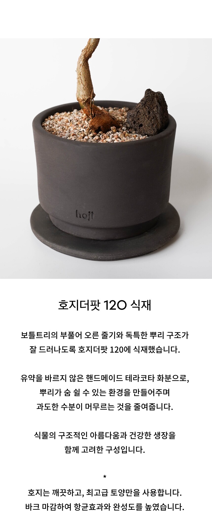 호지 hoji 보틀트리 bottle tree 플랜테리어-3