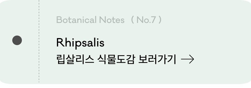 립살리스 팝아이 행잉플랜트 호지더팟 hoji the pot