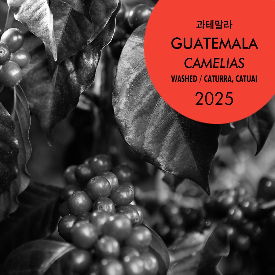 2025 과테말라 카멜리아스