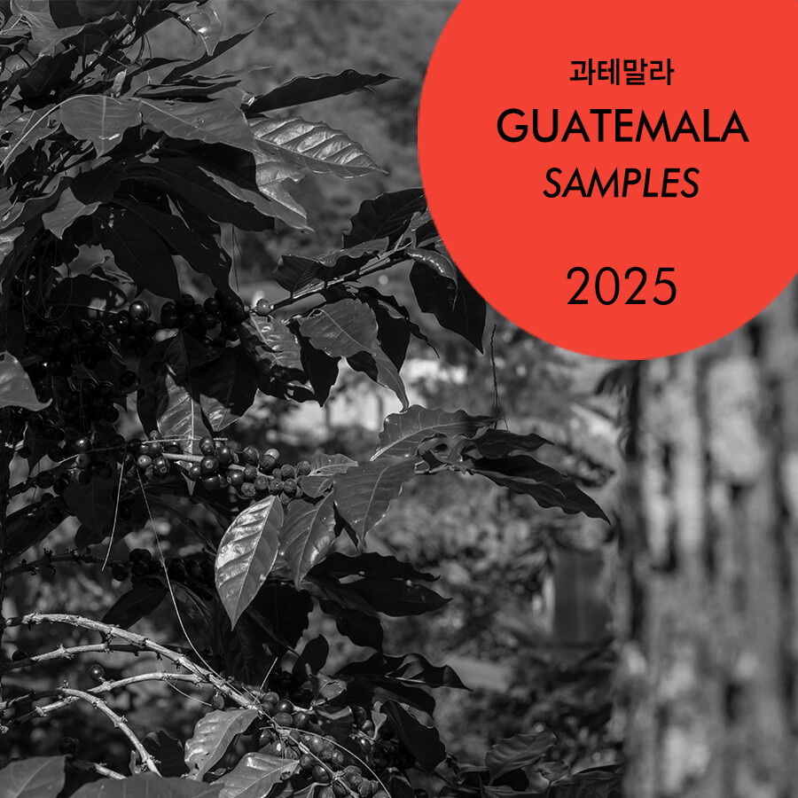 2025 과테말라 샘플 구매하기