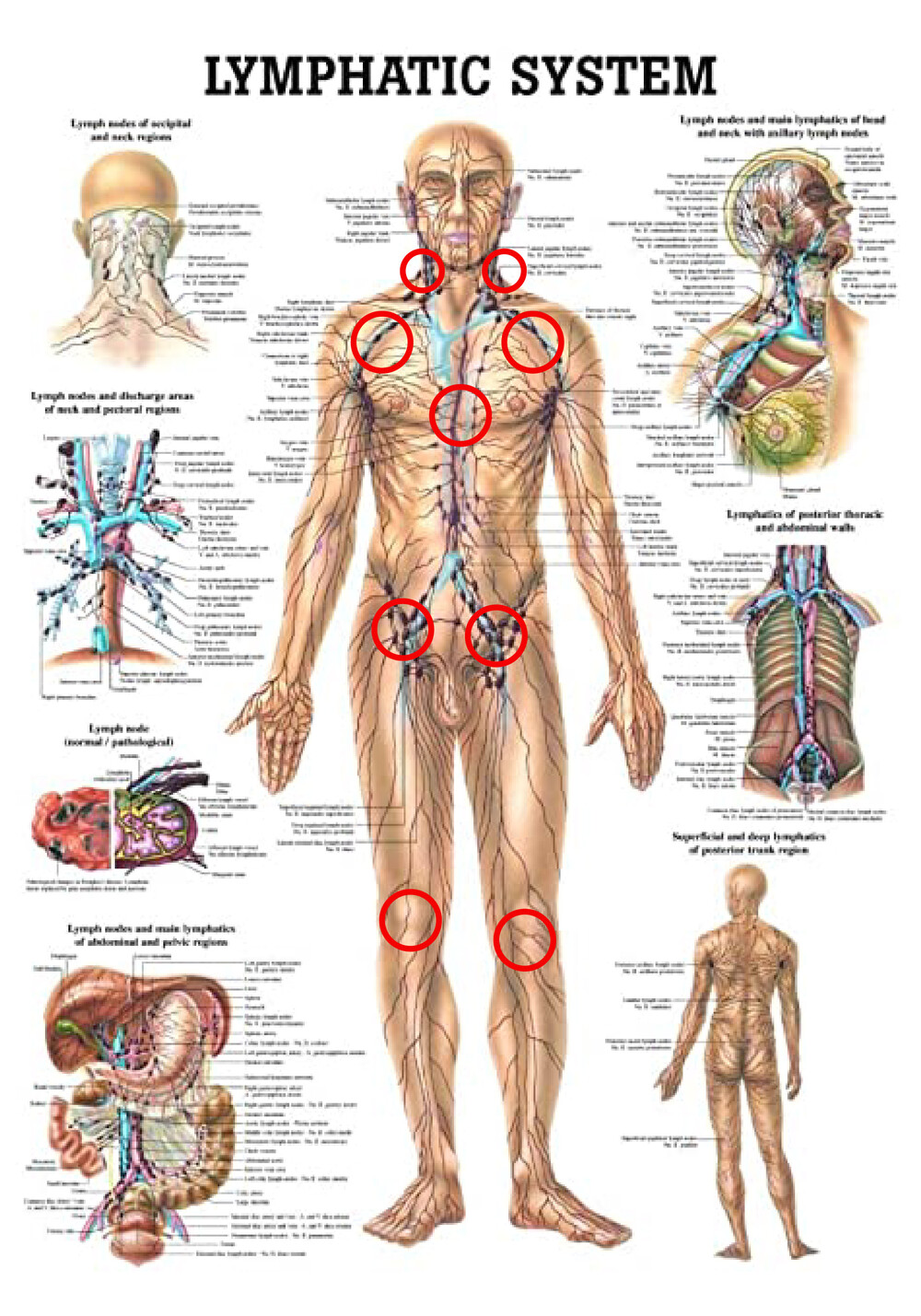 https://www.amazon.com/Human-Lymphatic-System-Laminated-Anatomy/dp/B00HMC3O8Y