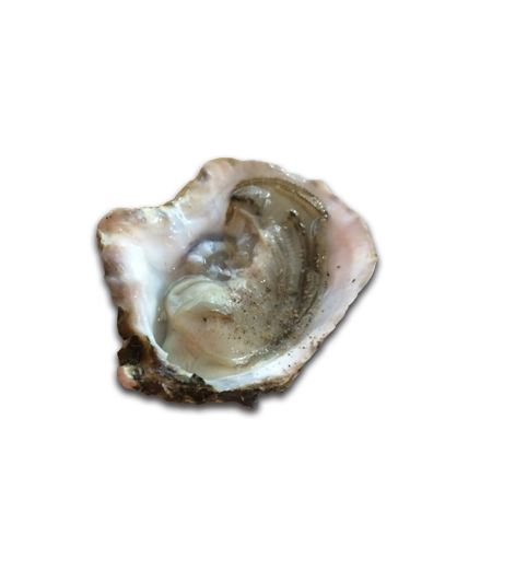 frustrated oyster