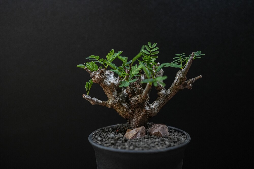 세나, Senna meridionalis 24-082004