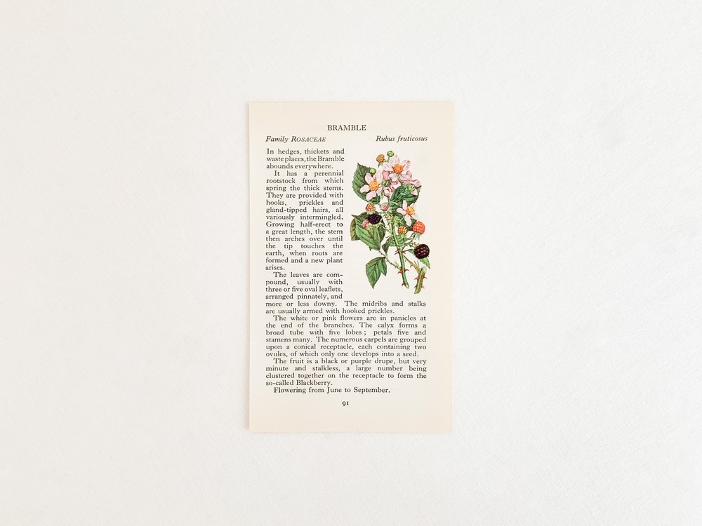 1969 promenade book's berries print