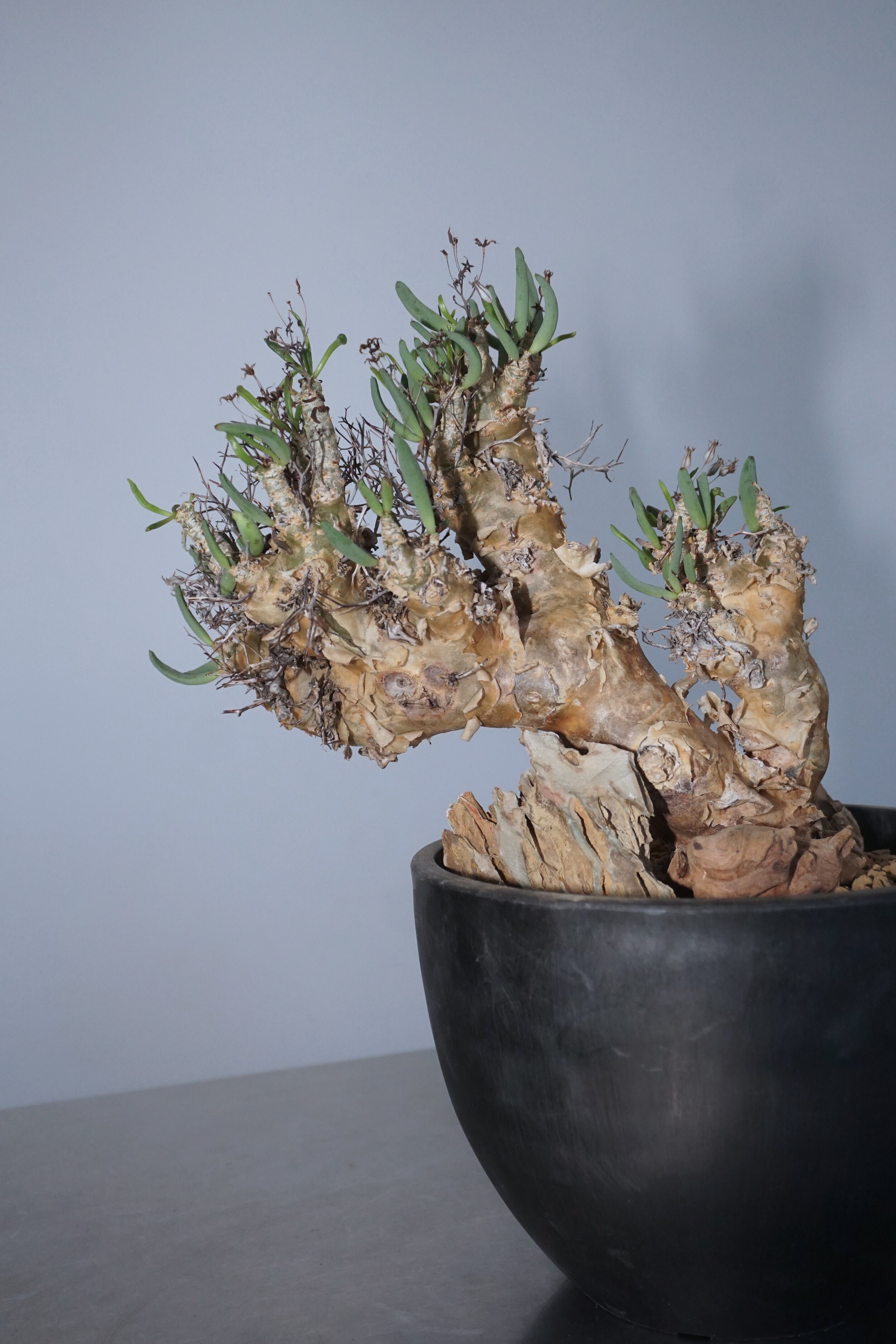 Tylecodon reticulatus
