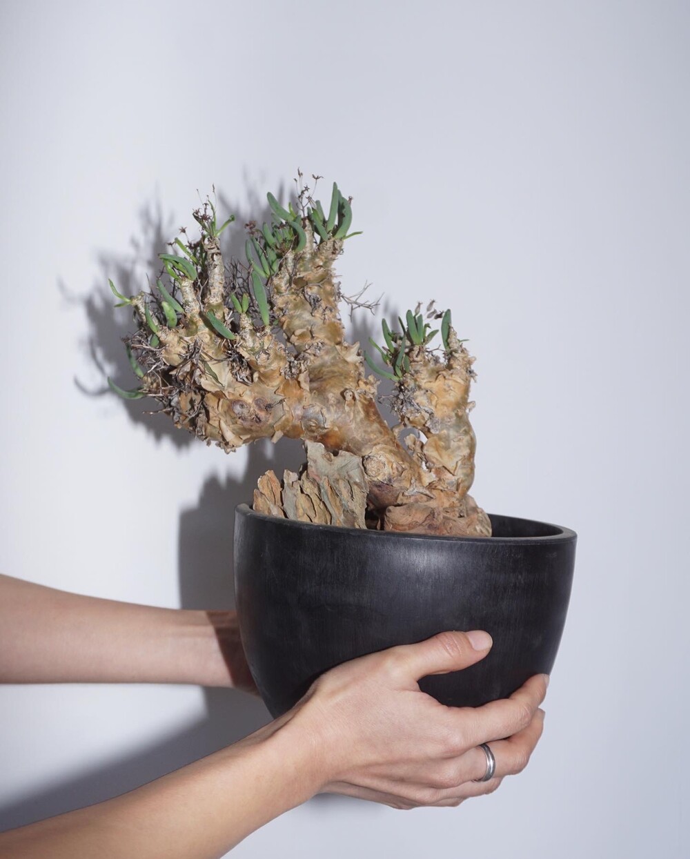 Tylecodon reticulatus