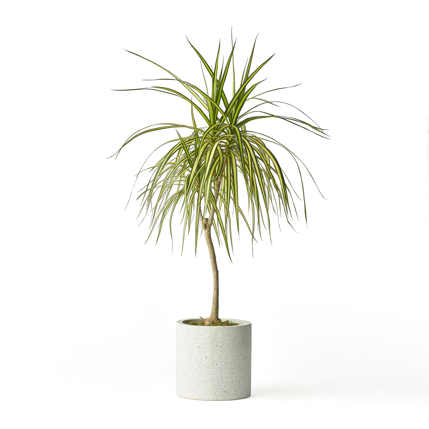 드라세나 마지나타 럭키<br>Dracaena marginata