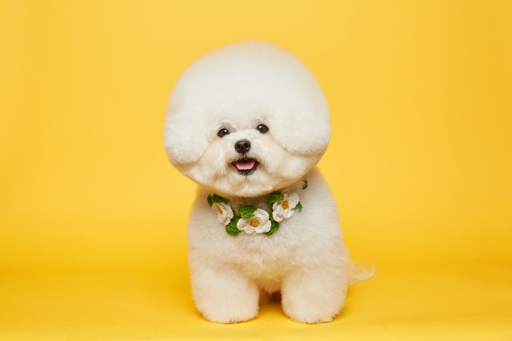 둥스타(미니비숑)