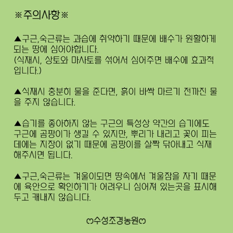 에레뮤러스 숙근-화이트뷰티페이보릿 여우꼬리백합 사막의촛불 : 꽃나무 묘목 - 엑스플랜트 에레뮤러스 숙근-화이트뷰티페이보릿  여우꼬리백합... 