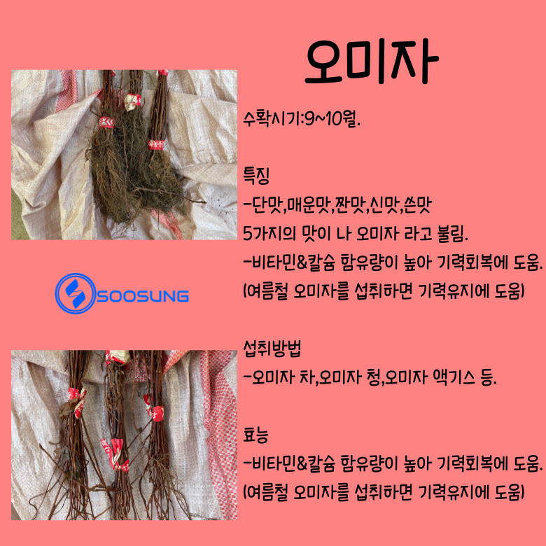 10주 오미자나무묘목 2년생 - 엑스플랜트