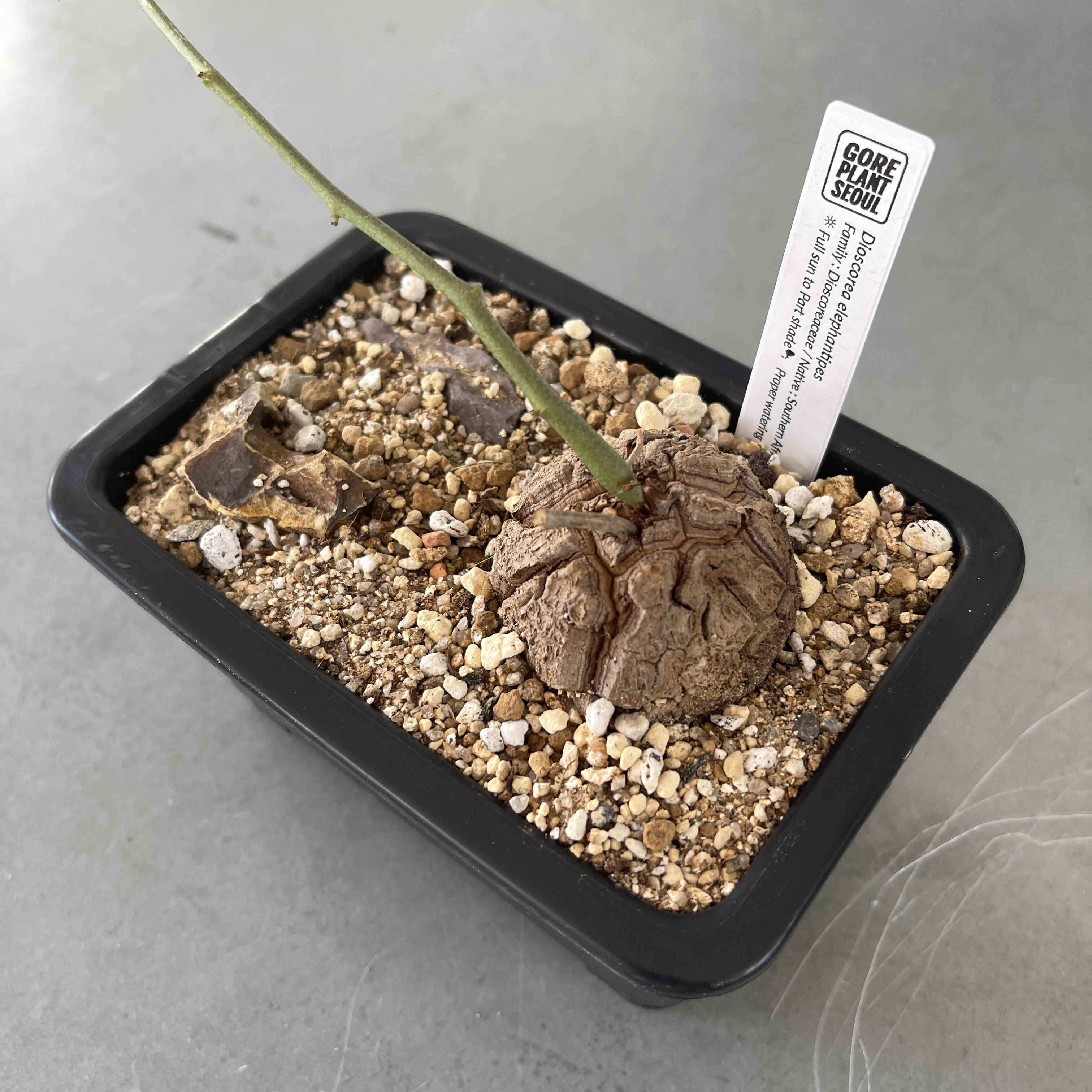 素晴らしい OZWRT Dioscorea Elephantipes その他 - vdiec.com