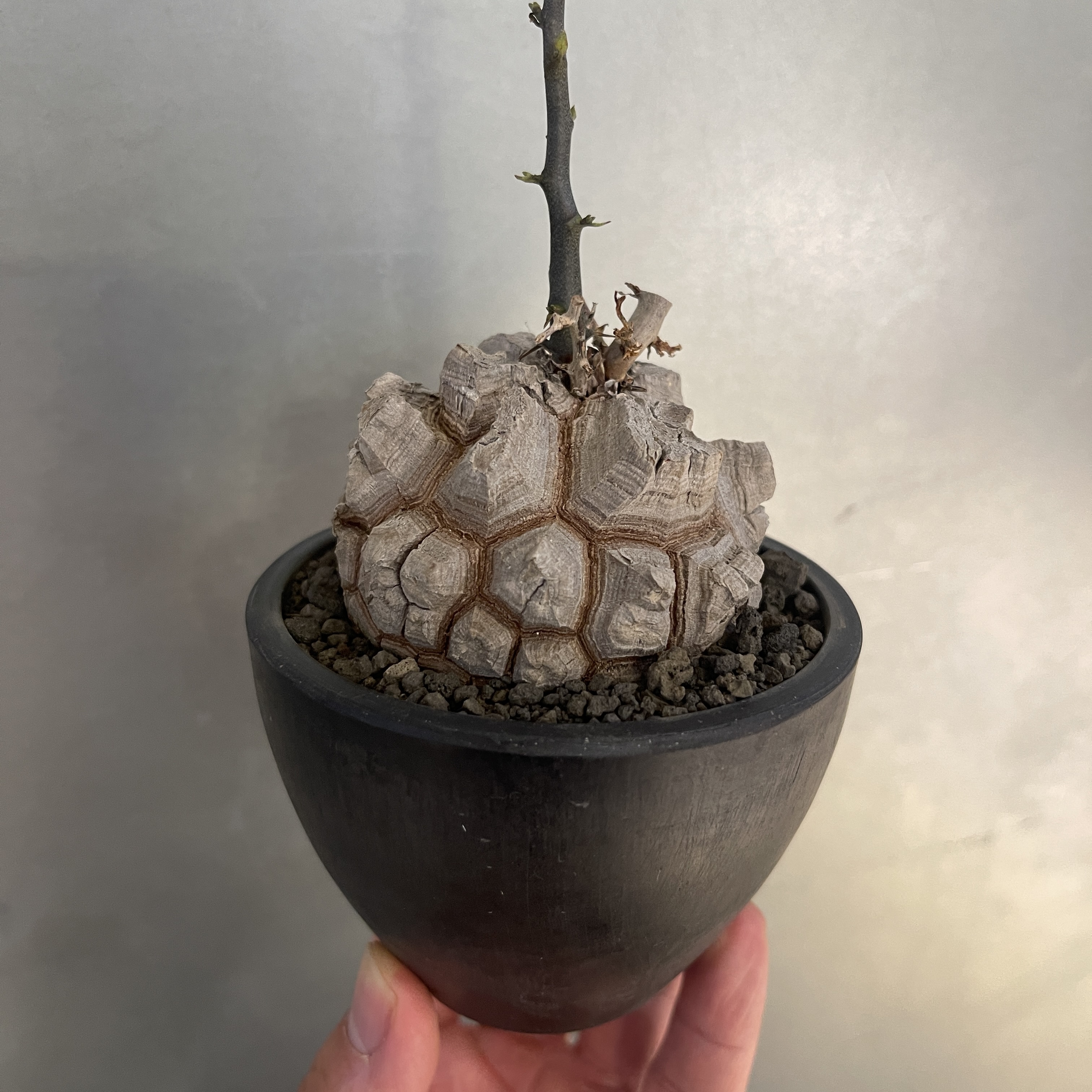 Dioscorea elephantipes 23-40