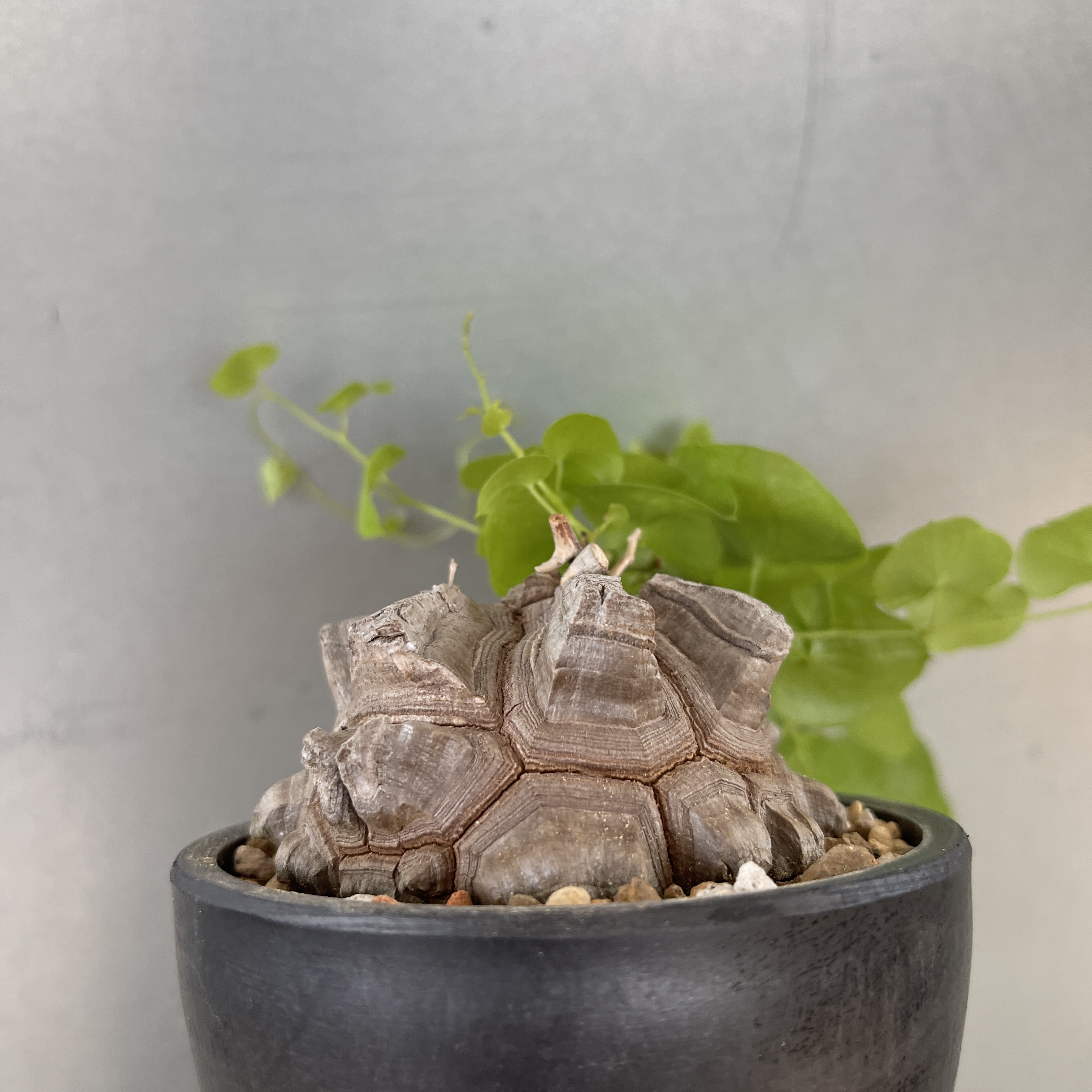 Dioscorea elephantipes 23-58