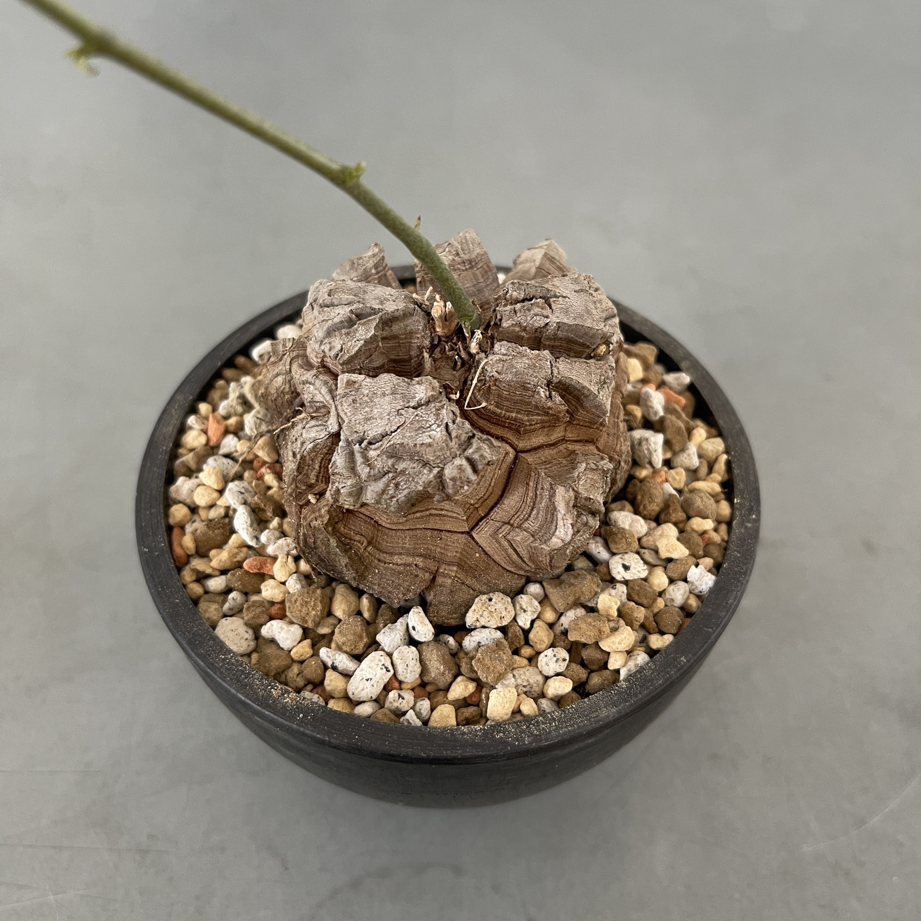 Dioscorea elephantipes 23-54