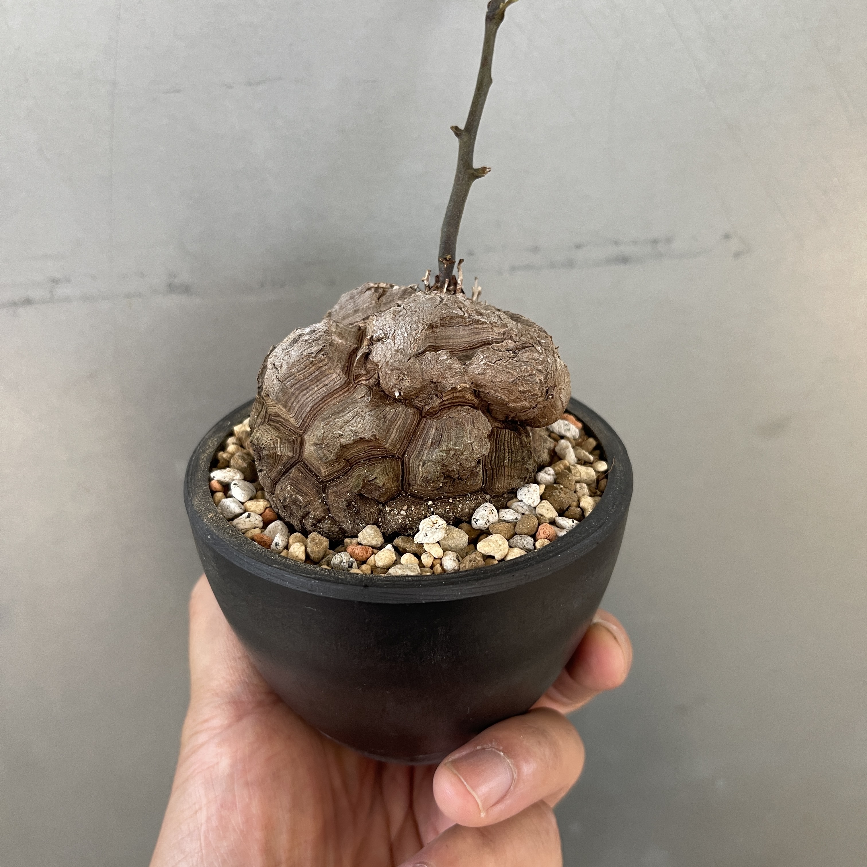 Dioscorea elephantipes 23-53