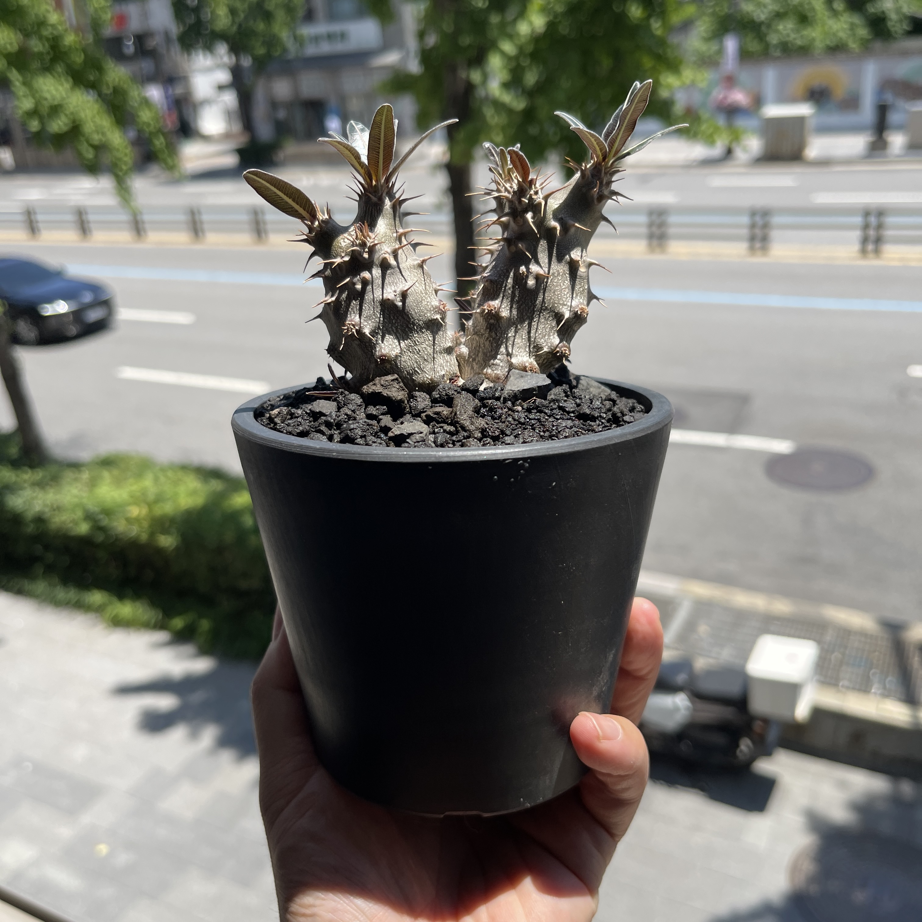 Pachypodium cactipes 24-09