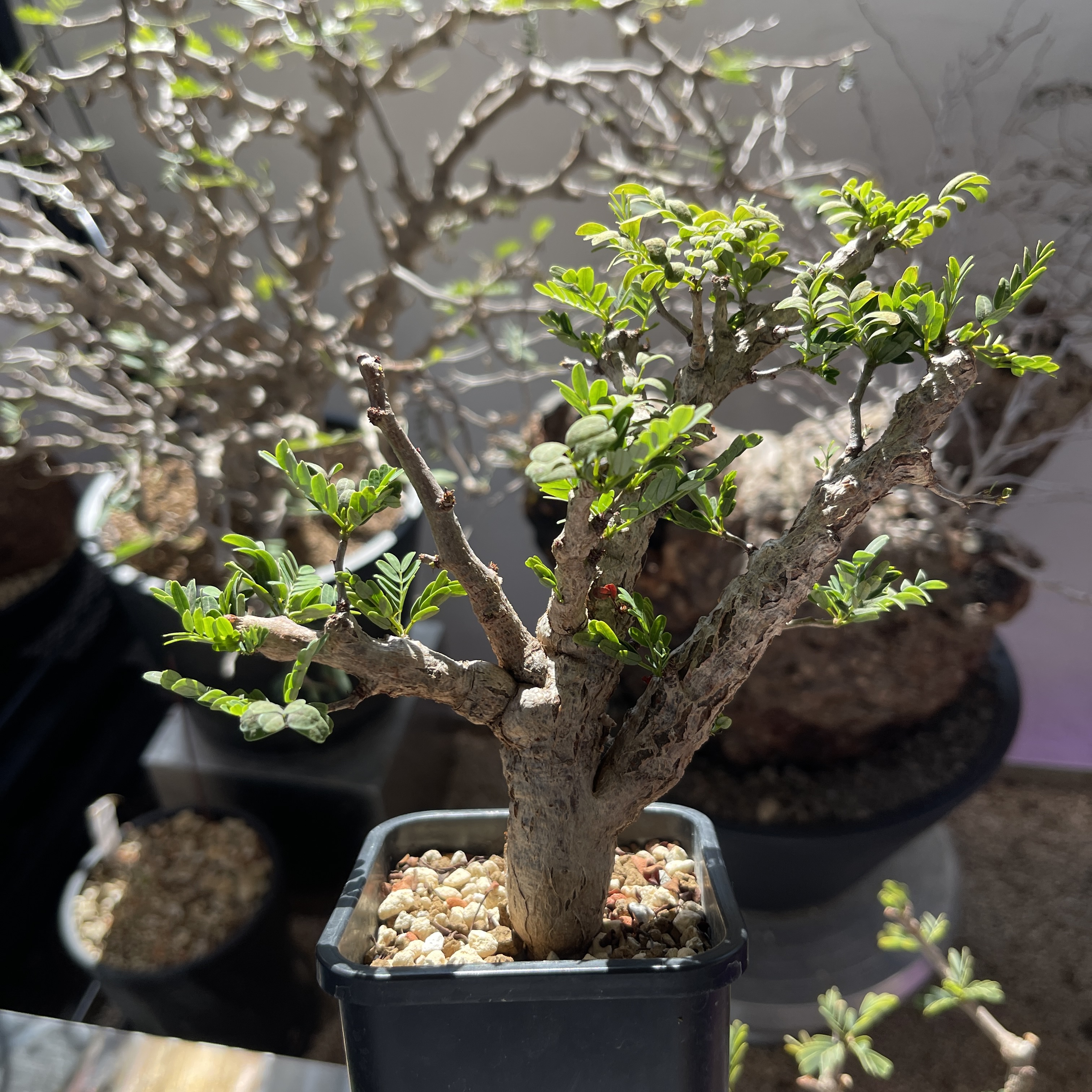 Senna meridionalis 25 - 75 [Wild]
