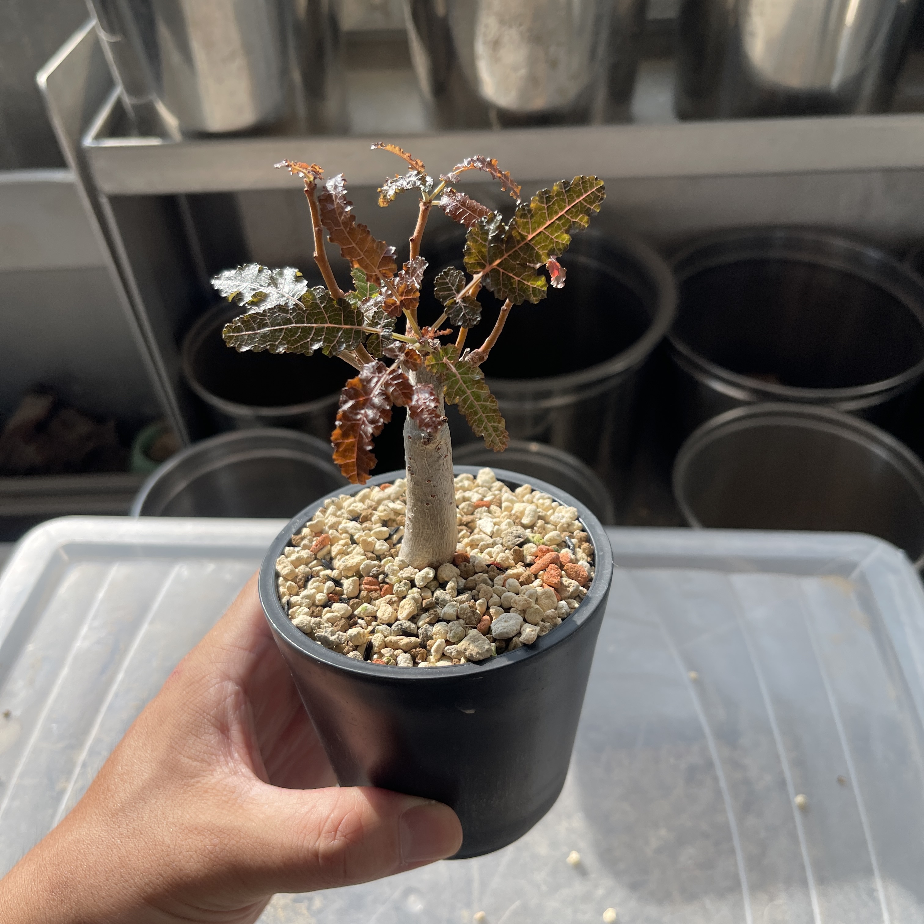 930 塊根植物 実生株 Boswellia socotrana ボスウェリア・ソコトラナ