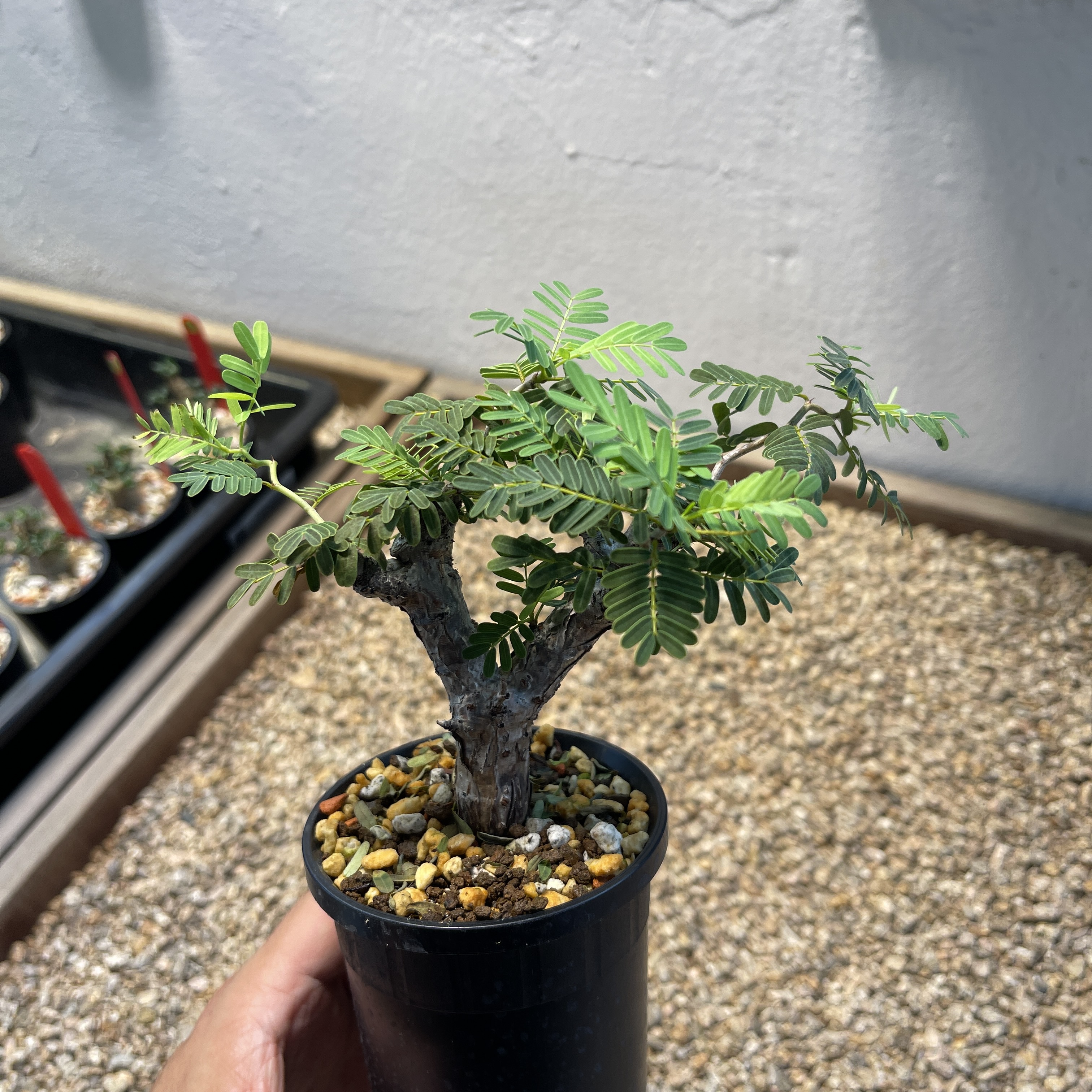 Senna meridionalis 2508-51