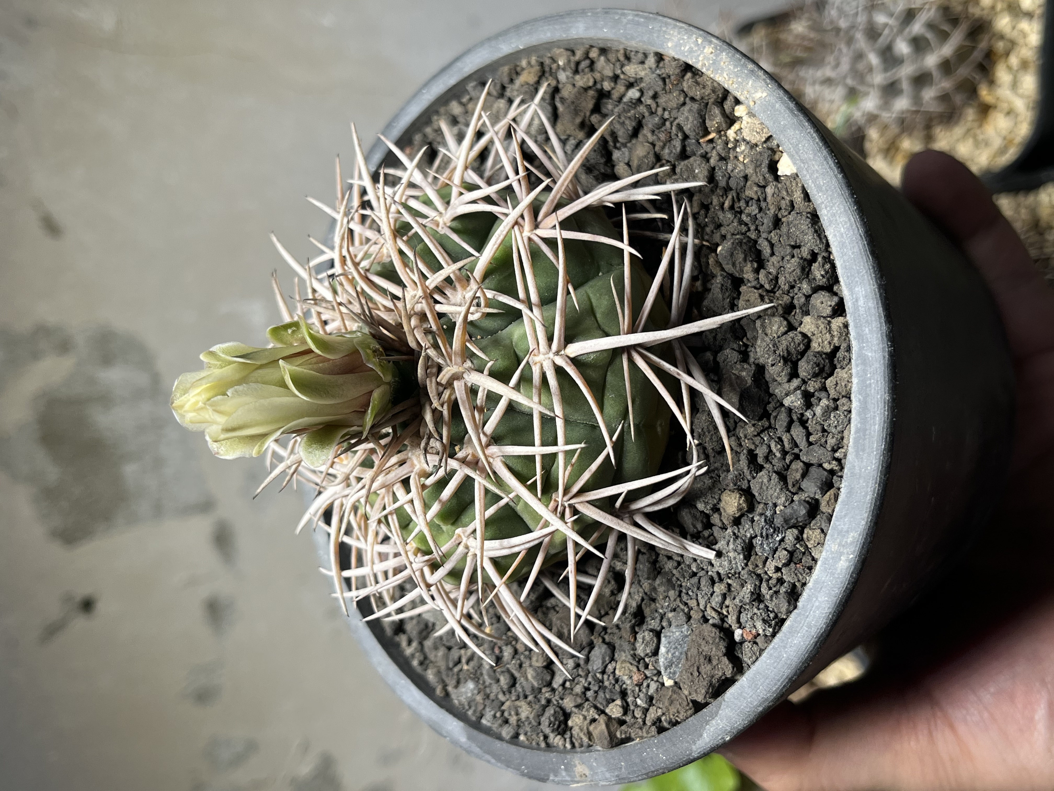 mammillaria toluca Mammillaria Polythele Toluca – Dream Green main image 0
