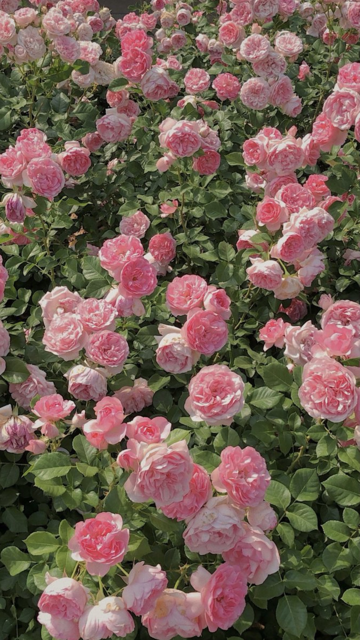 Pink Roses Avril Avril. 4月