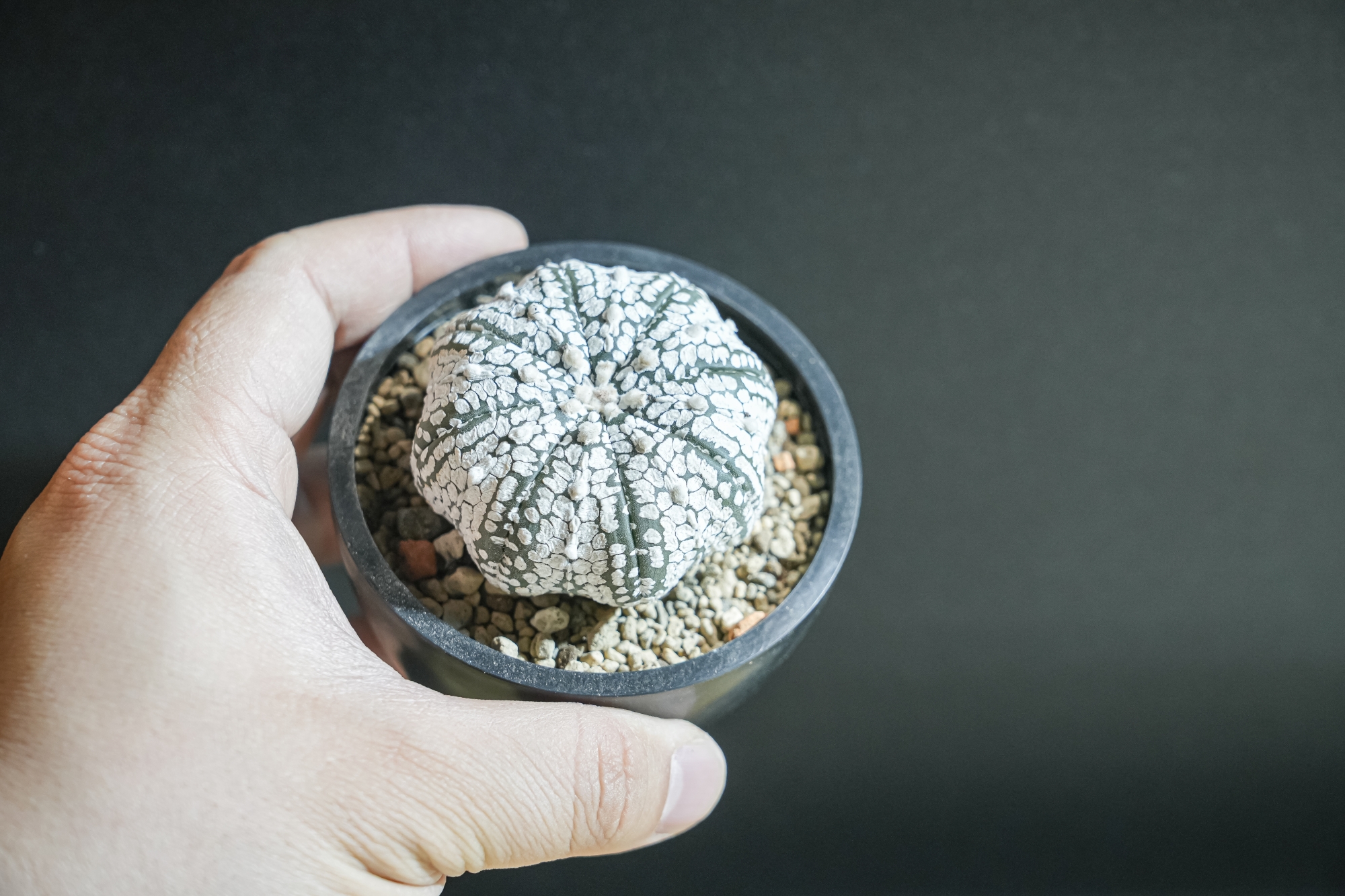 Astrophytum Asterias - Il Fiore Tra Le Spine