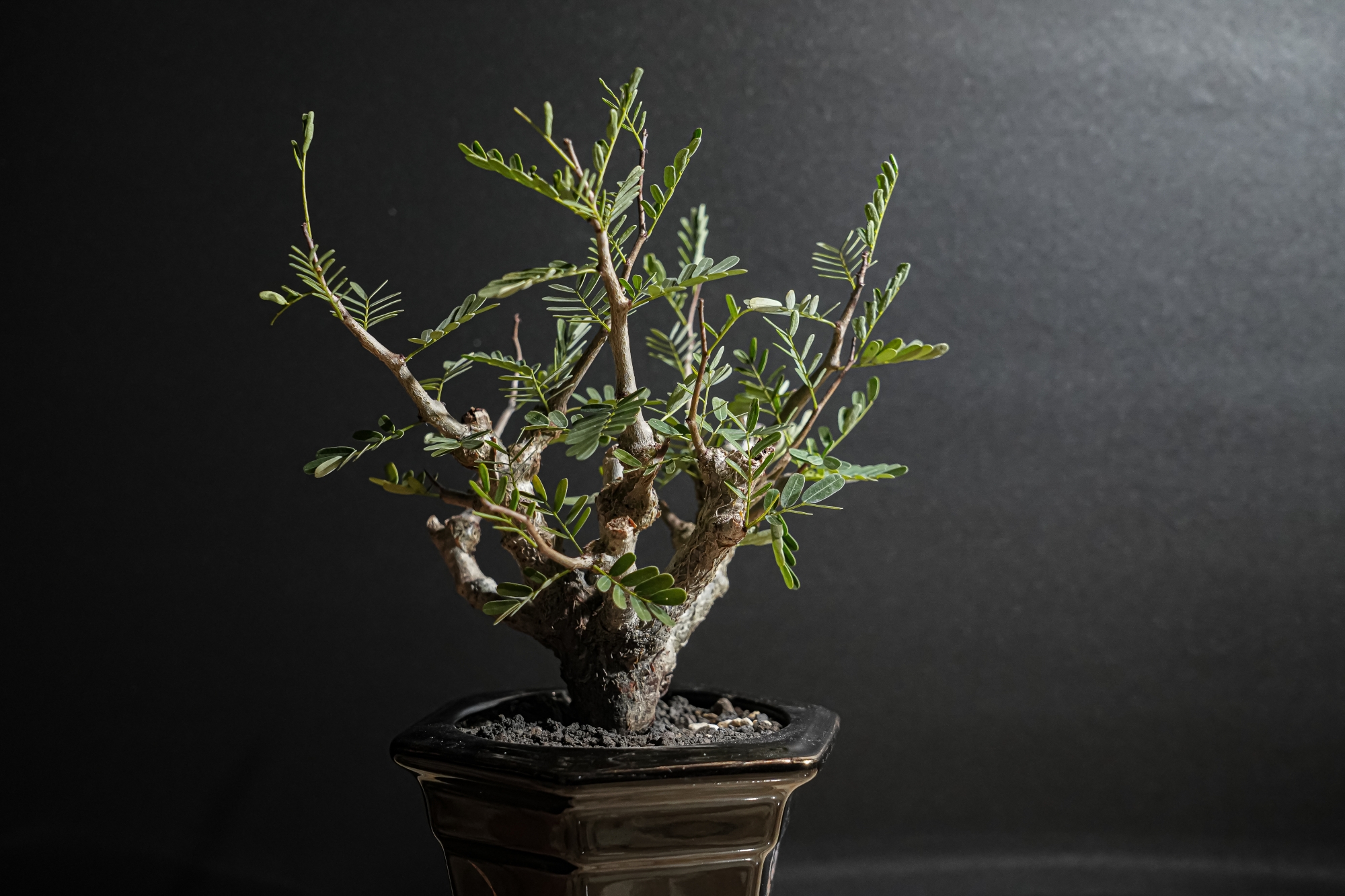 세나, Senna meridionalis 25-032002