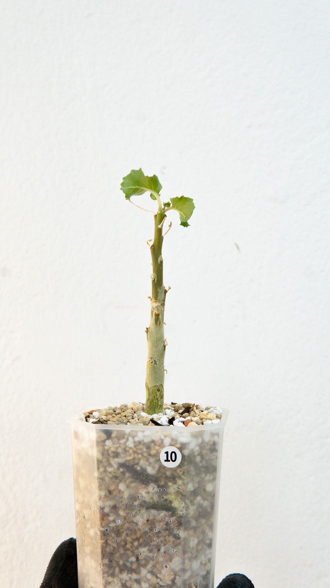 Dorstenia gypsophila grown from seed_10