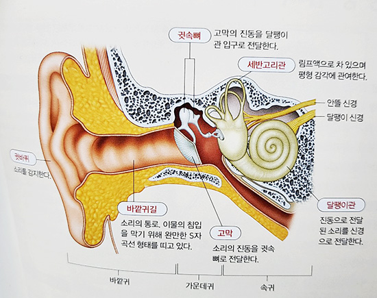 귀의 구조, 귀의 대표 질환들과 귀건강을 지키는 법과 당신의 귀 건강상태는?
